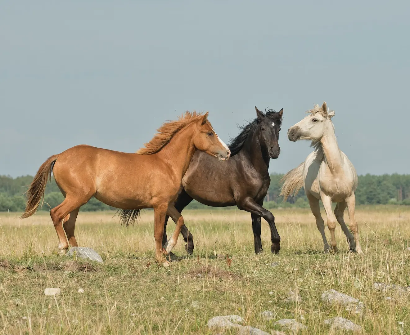 three horses on green ground